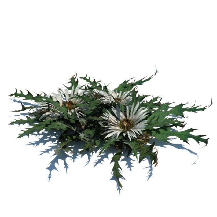 Grass Plants Collection 3D model_5