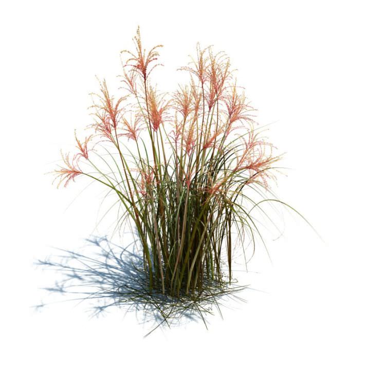 Grass Plants Collection 3D model_1