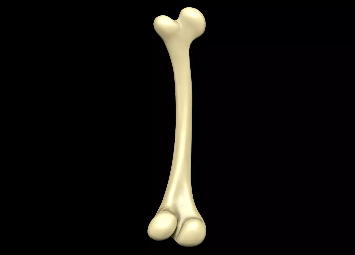 Bone skeleton 3D model