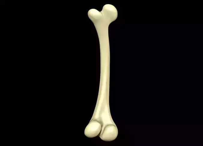Bone skeleton 3D model