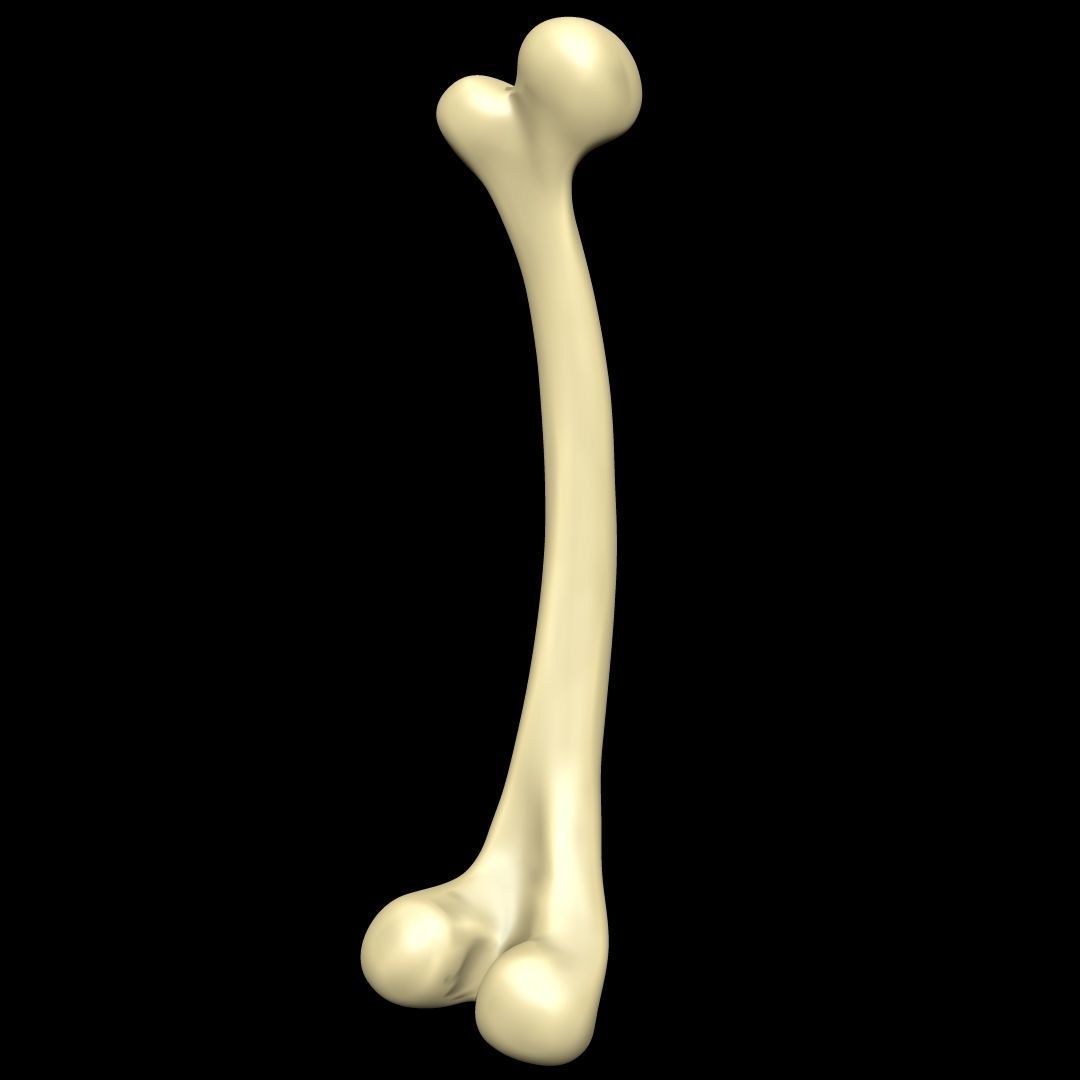 Bone skeleton 3D model | CGTrader
