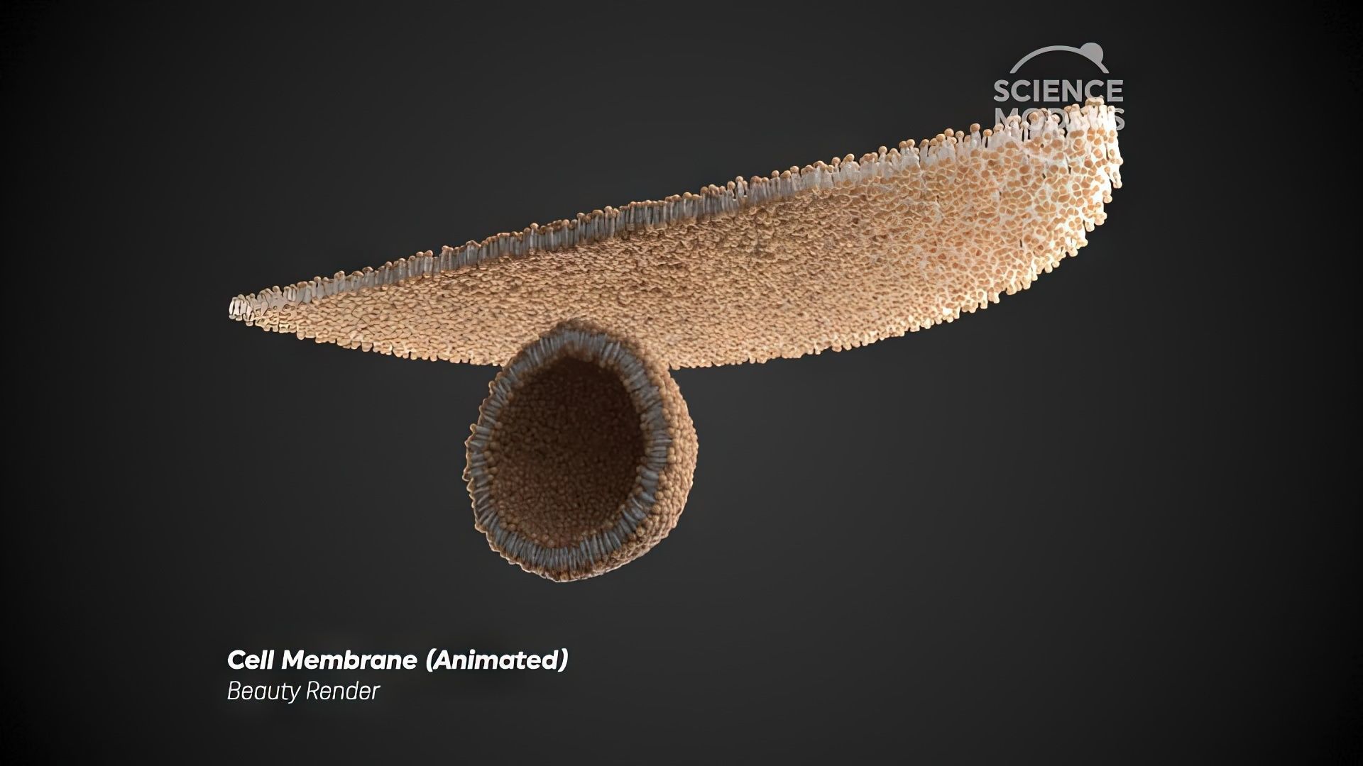 Cell Membrane Transcytosis Animation 3D model_4