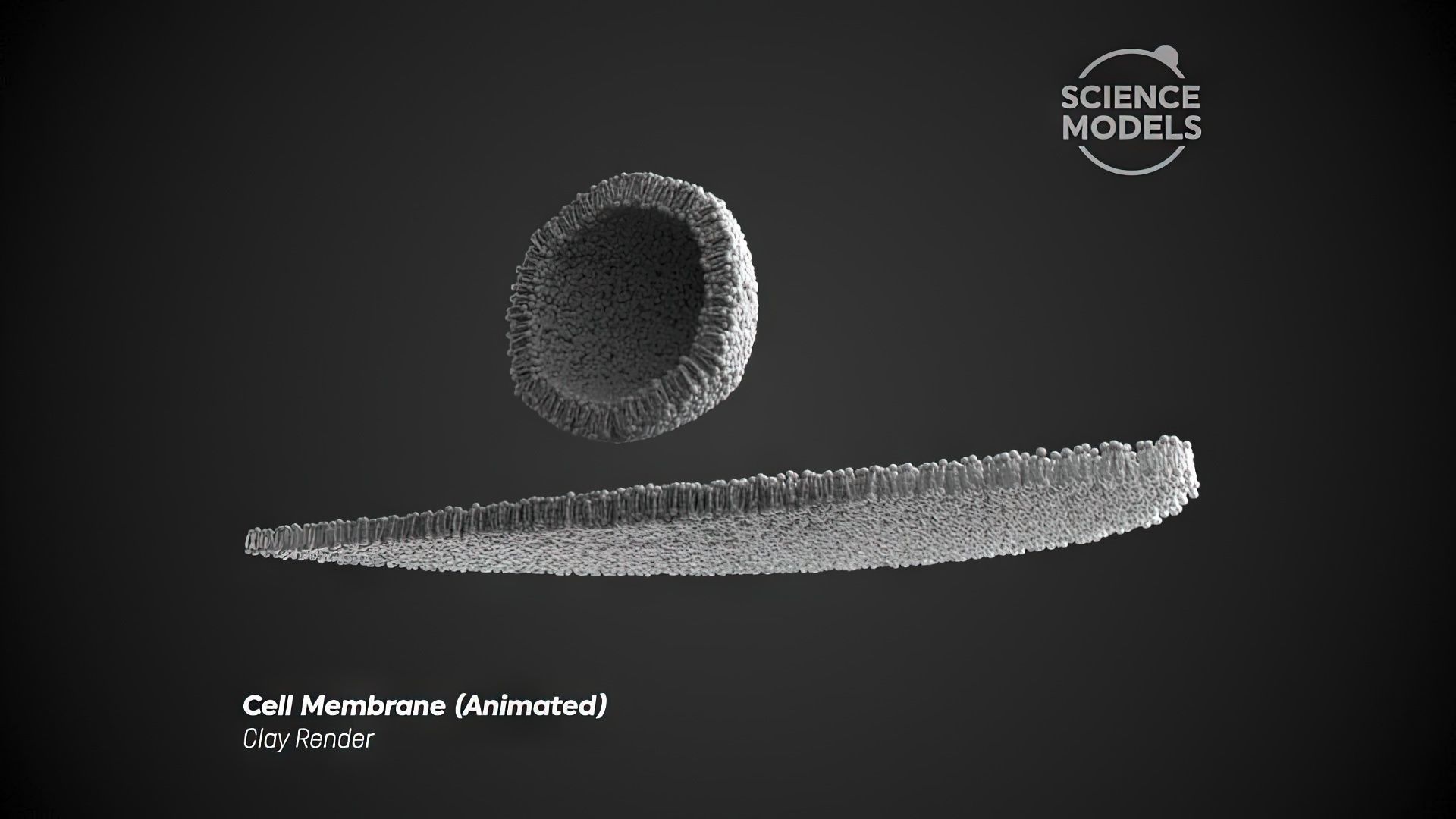 Cell Membrane Transcytosis Animation 3D model_5