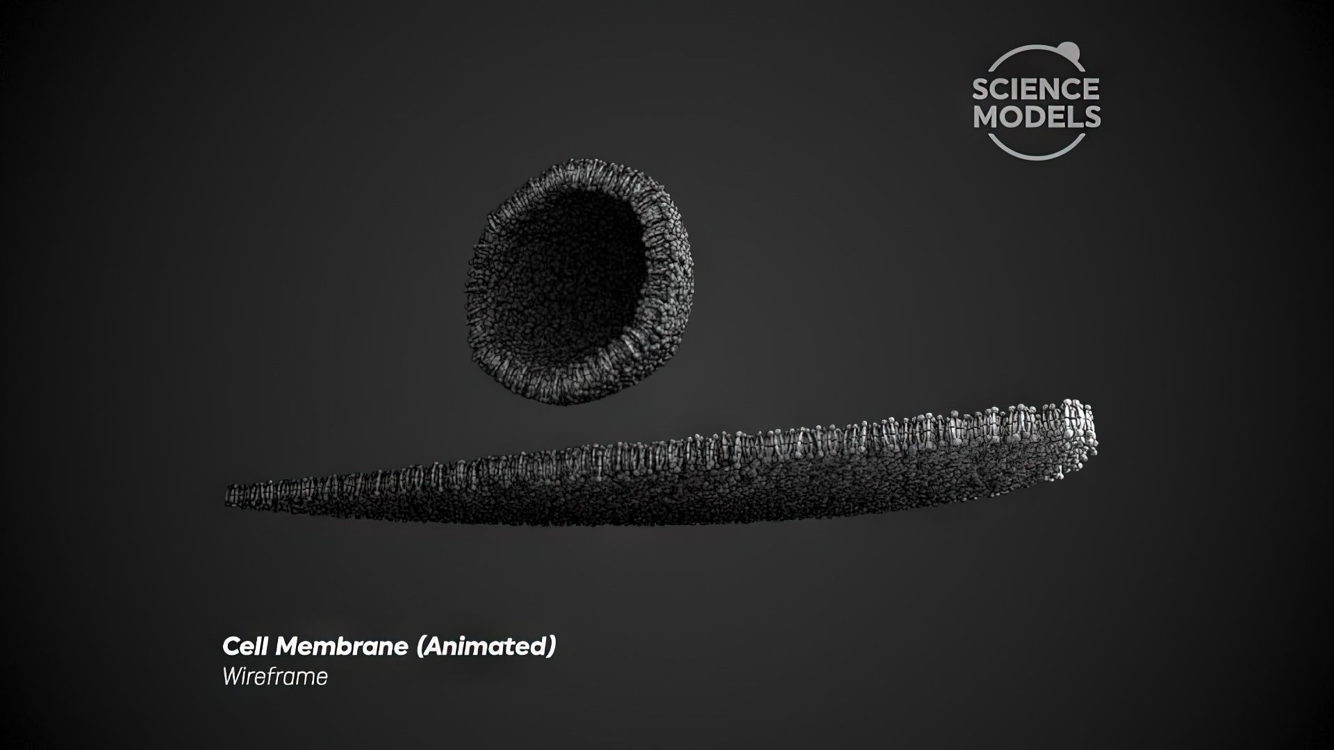 Cell Membrane Transcytosis Animation 3D model_6