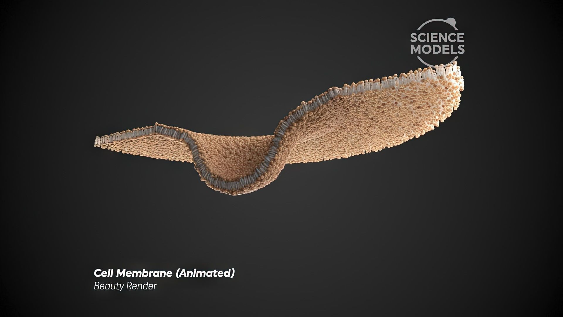 Cell Membrane Transcytosis Animation 3D model_3