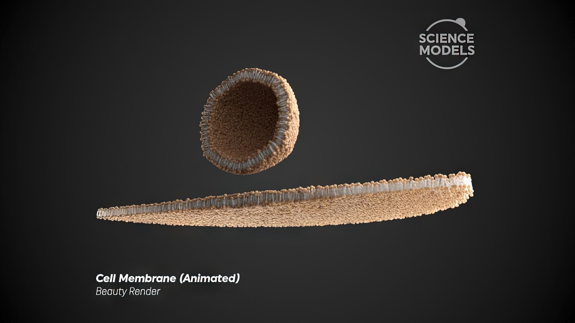 Cell Membrane Transcytosis Animation 3D model animated | CGTrader