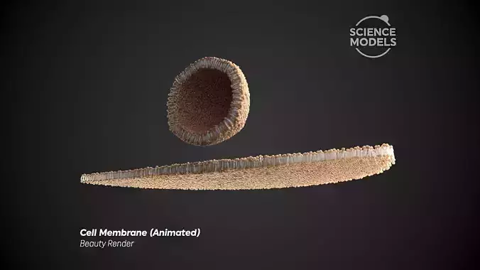 Cell Membrane Transcytosis Animation 3D model