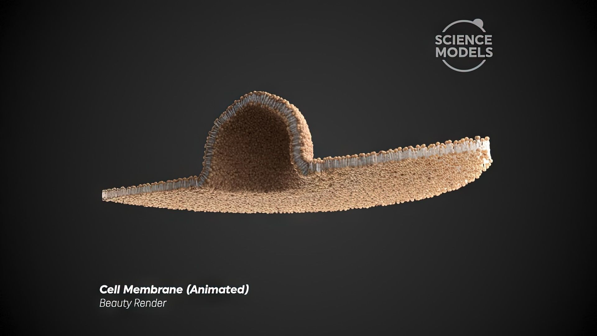 Cell Membrane Transcytosis Animation 3D model_2