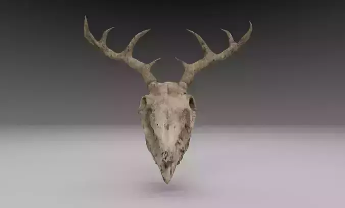 Deer Skull Low Poly 3D Model with Imperfections Free low-poly 3D model