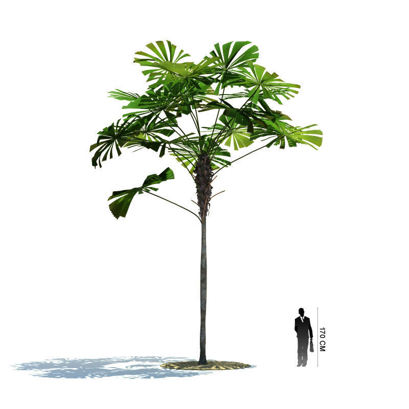 Archmodels vol 85 - Tropical Trees Collection 3D model_31