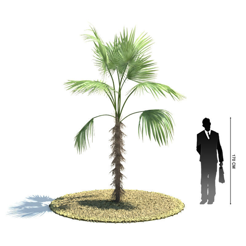 Archmodels vol 85 - Tropical Trees Collection 3D model_43