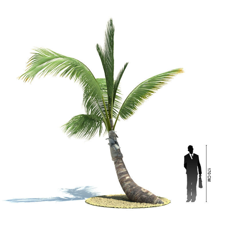 Archmodels vol 85 - Tropical Trees Collection 3D model_21