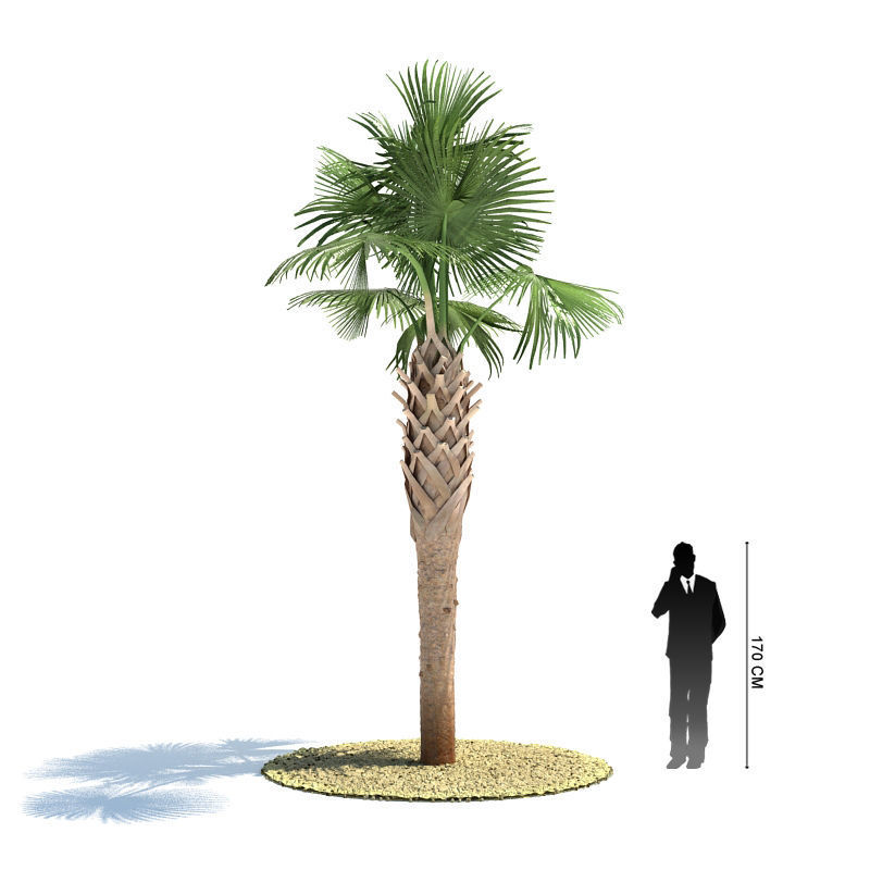 Archmodels vol 85 - Tropical Trees Collection 3D model_16
