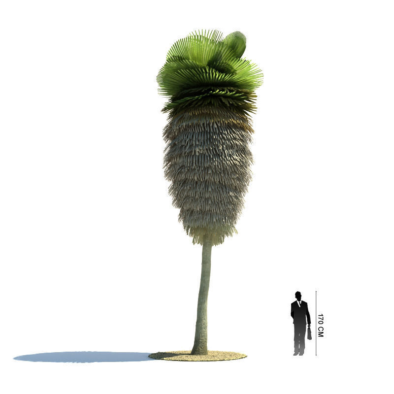 Archmodels vol 85 - Tropical Trees Collection 3D model_37