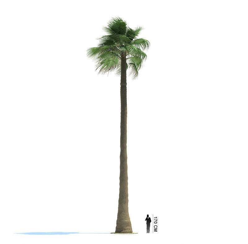 Archmodels vol 85 - Tropical Trees Collection 3D model_8