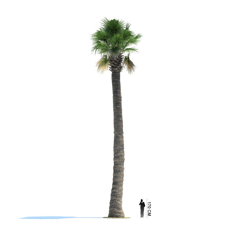 Archmodels vol 85 - Tropical Trees Collection 3D model_11