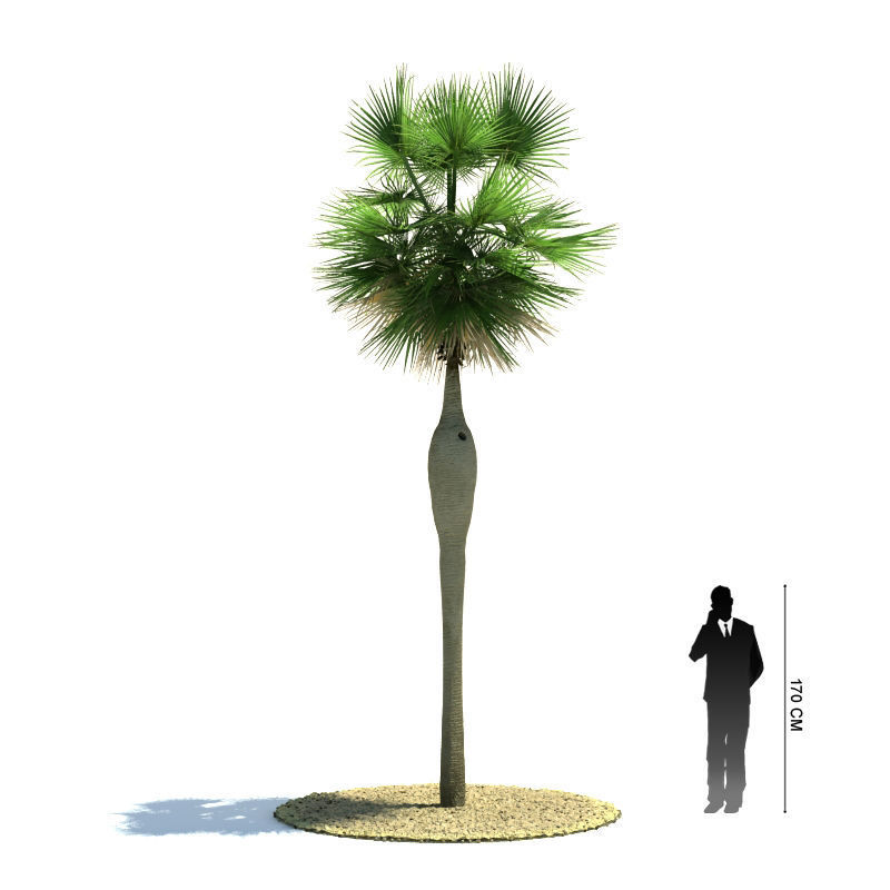 Archmodels vol 85 - Tropical Trees Collection 3D model_39