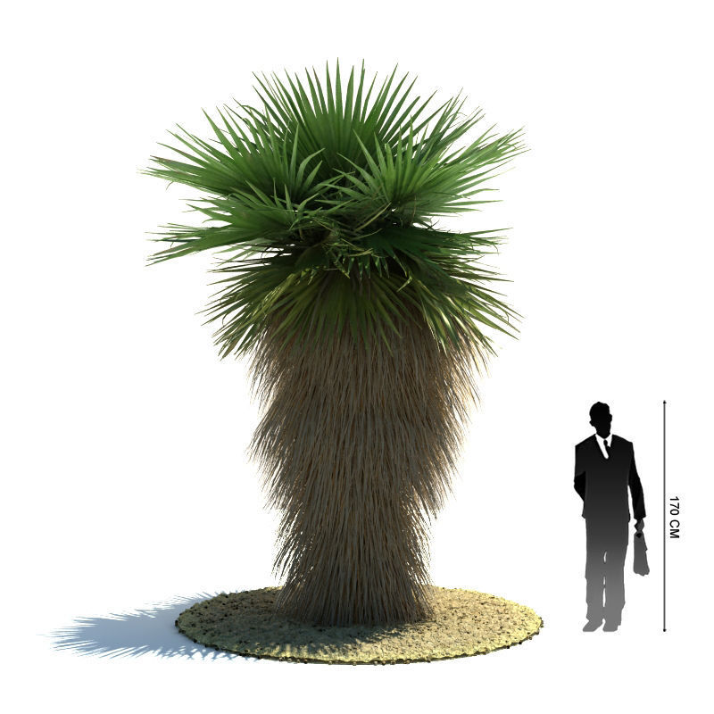Archmodels vol 85 - Tropical Trees Collection 3D model_34