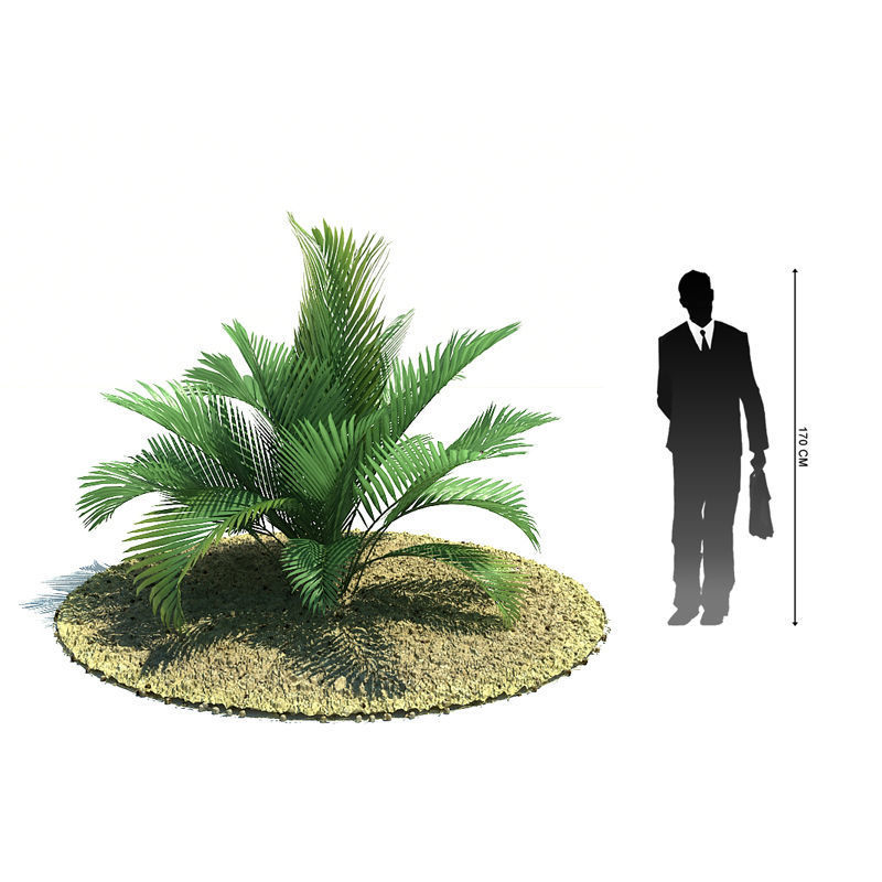 Archmodels vol 85 - Tropical Trees Collection 3D model_50