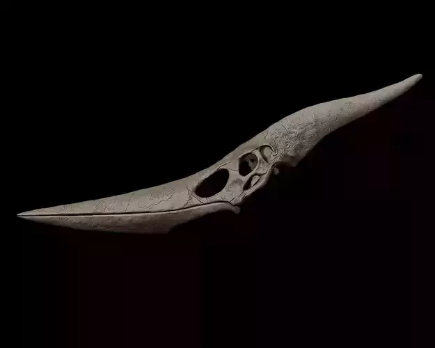 Pteranodon Skull 3d Print Model 3D print model