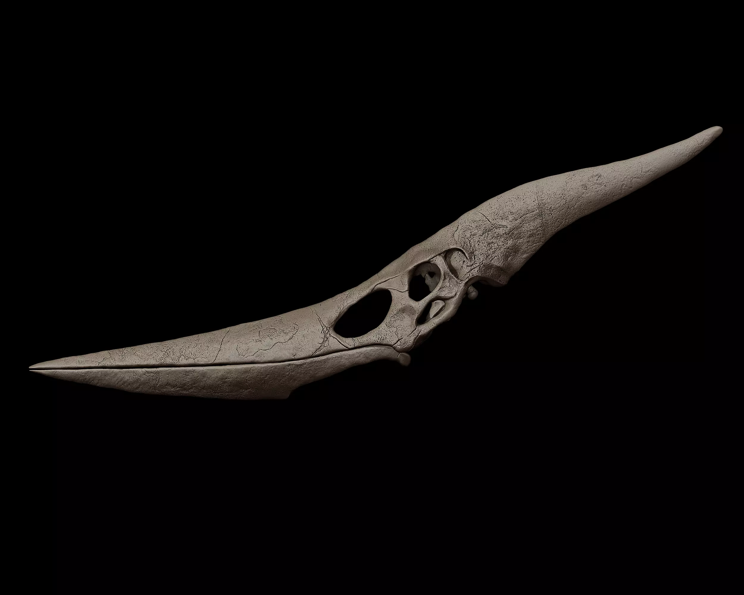 Pteranodon Skull 3d Print Model 3D print model_0