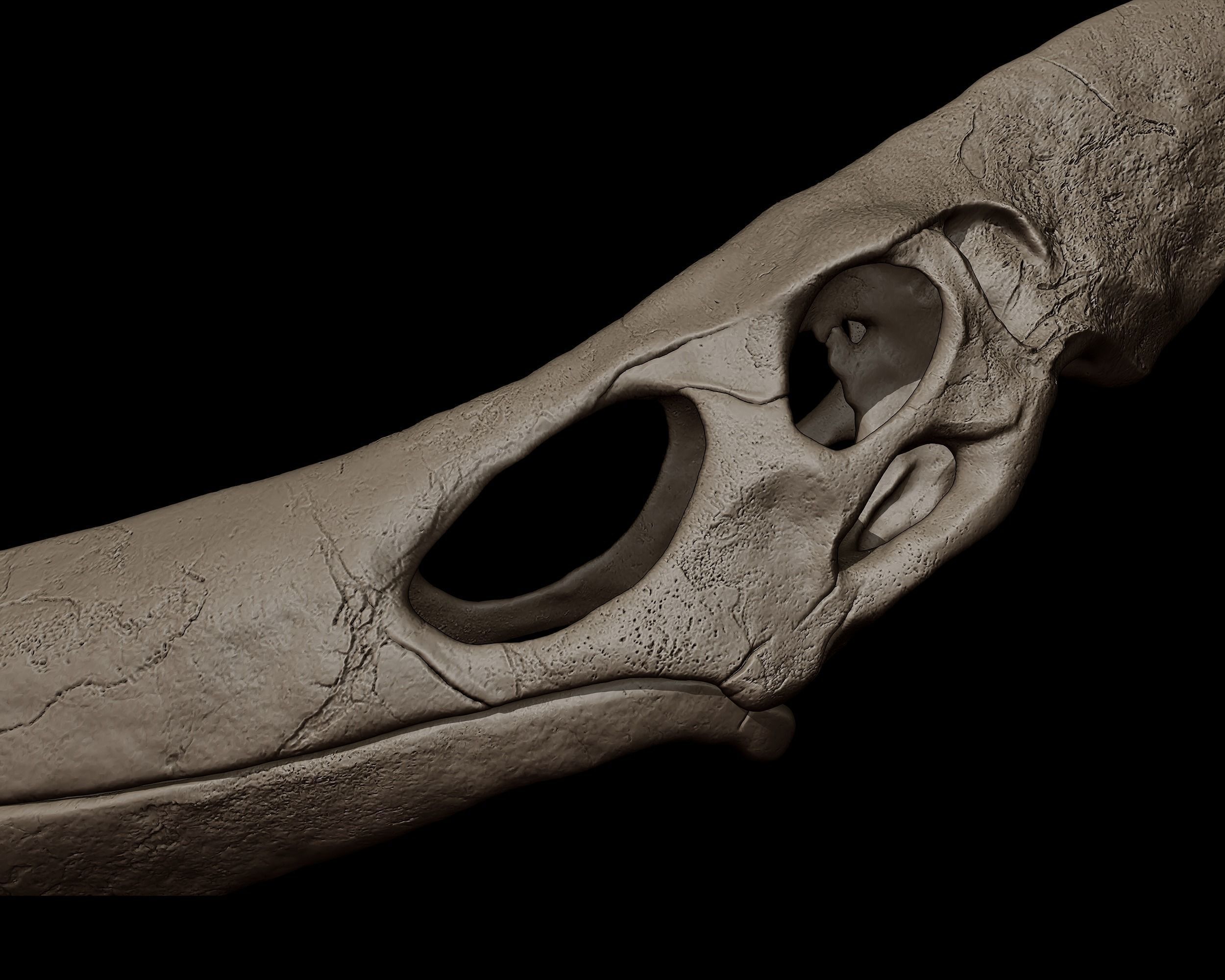 Pteranodon Skull 3d Print Model 3D print model_4