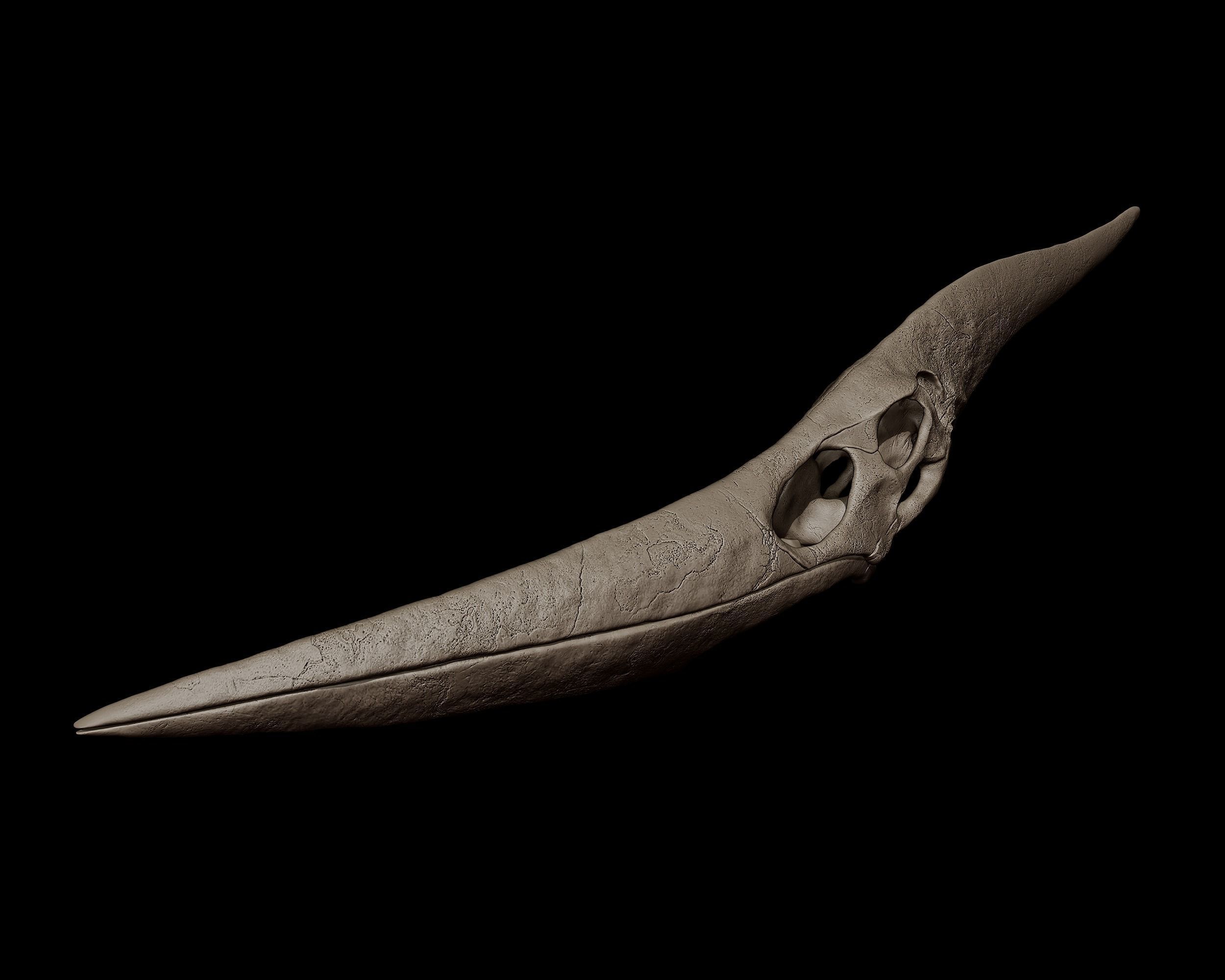 Pteranodon Skull 3d Print Model 3D print model_3