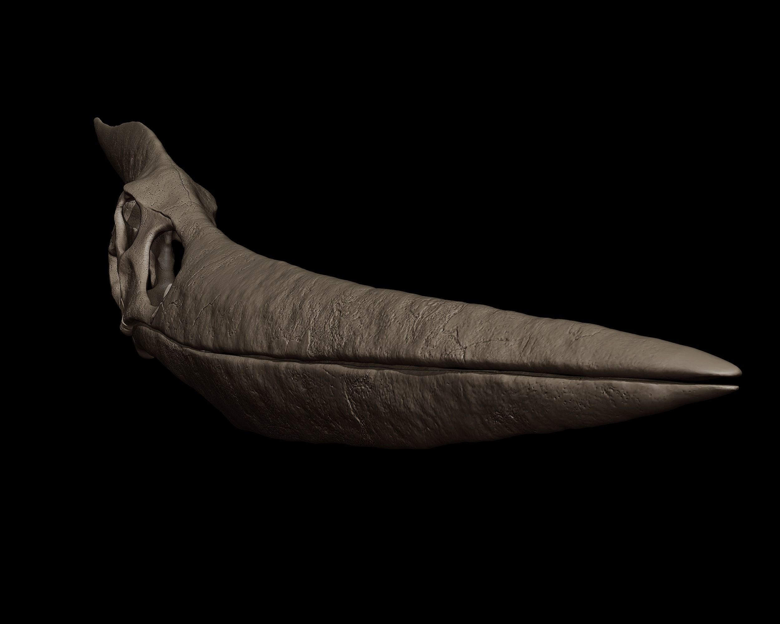 Pteranodon Skull 3d Print Model 3D print model_8