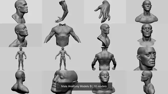 Male Anatomy Models B 3D Model Collection