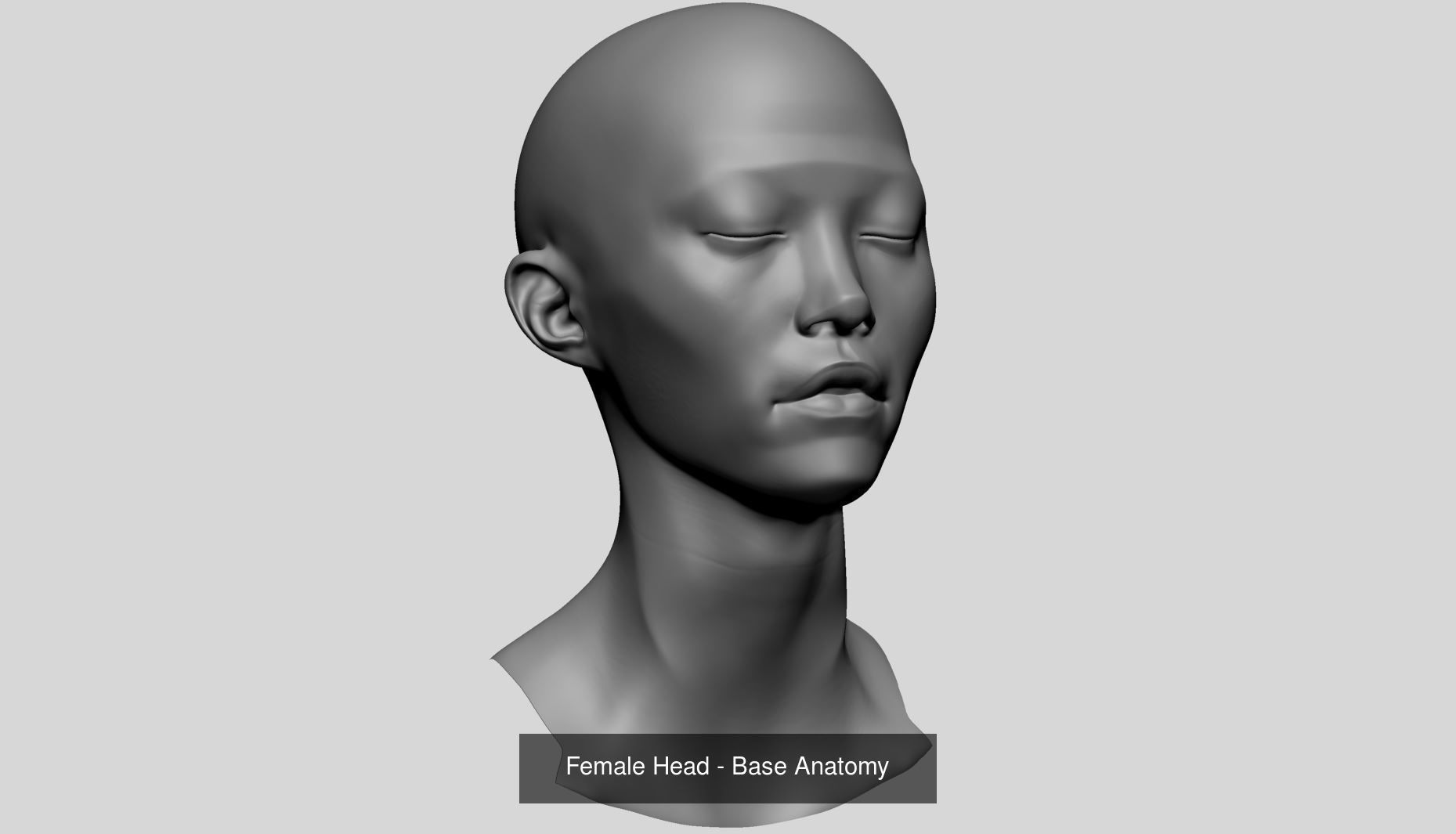 Female Anatomy Models A 3D Model Collection_15