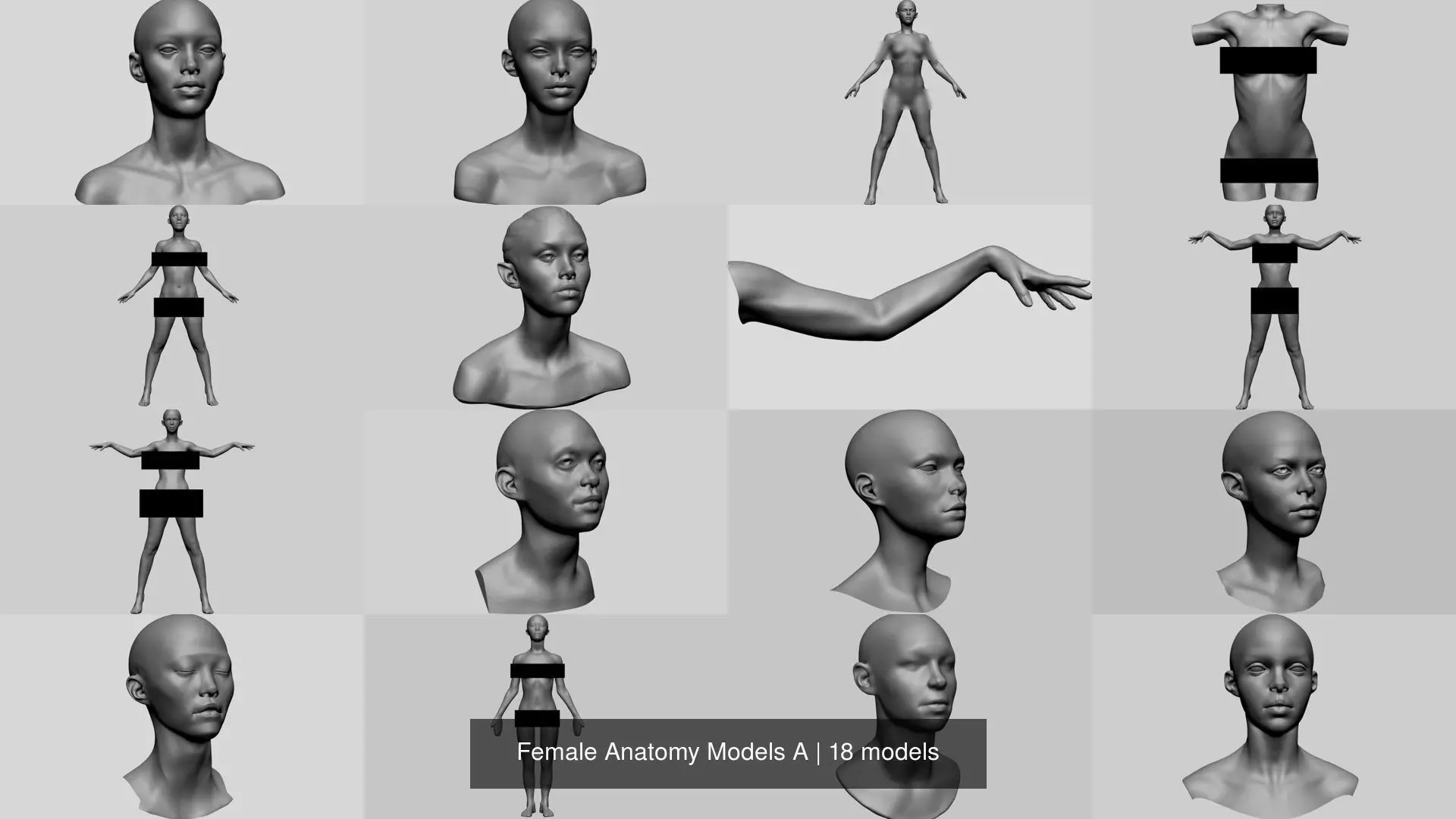 Female Anatomy Models A 3D Model Collection_0