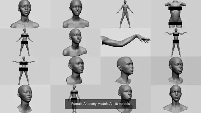 Female Anatomy Models A 3D Model Collection