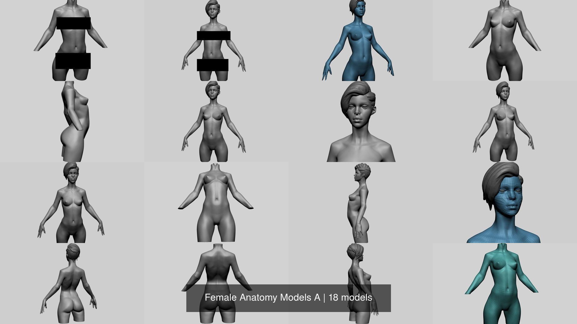 Female Anatomy Models A 3D Model Collection_2