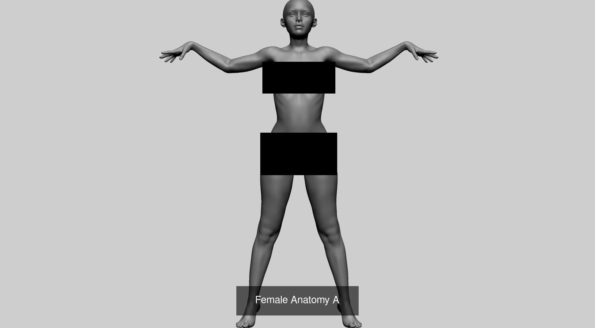 Female Anatomy Models A 3D Model Collection_10