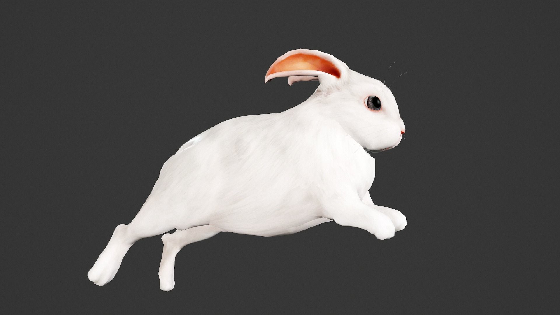 animated white rabbit  Low-poly 3D model_5