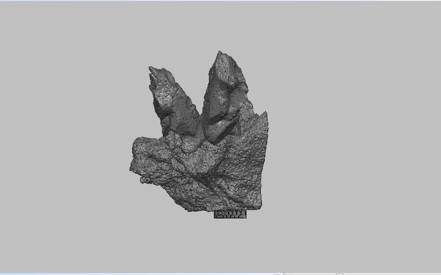 Base 2 skull 3D print model_4