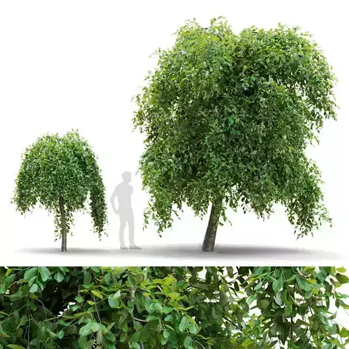  Fagus sylvatica Pendula tree