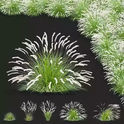 Melica ciliata ornamental grass 3D model