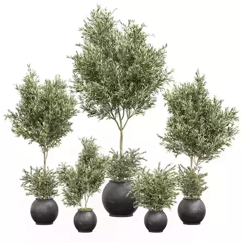 Indoor Plant olive Set 02