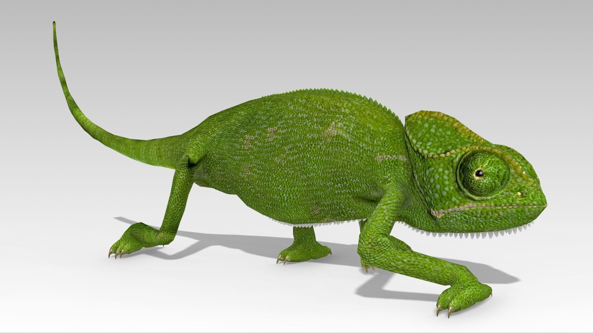 Chameleon Low-poly 3D model_3