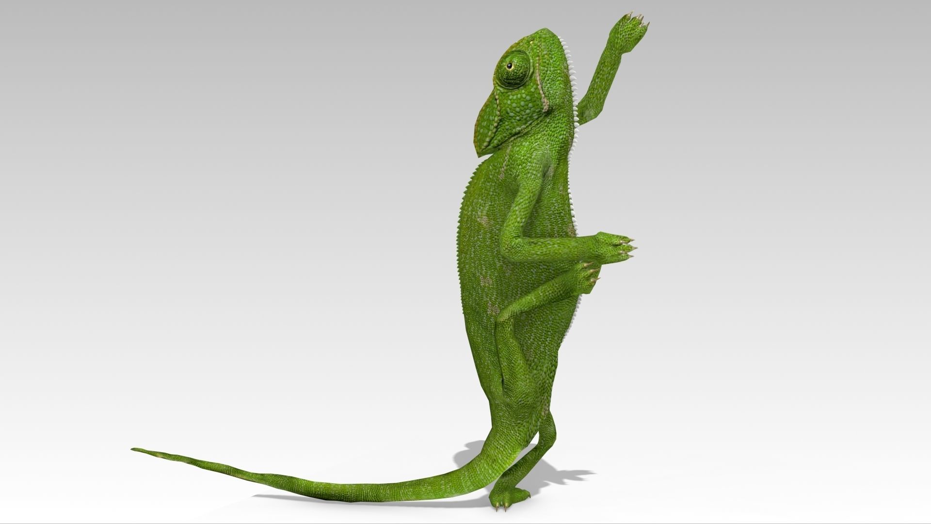 Chameleon Low-poly 3D model_5