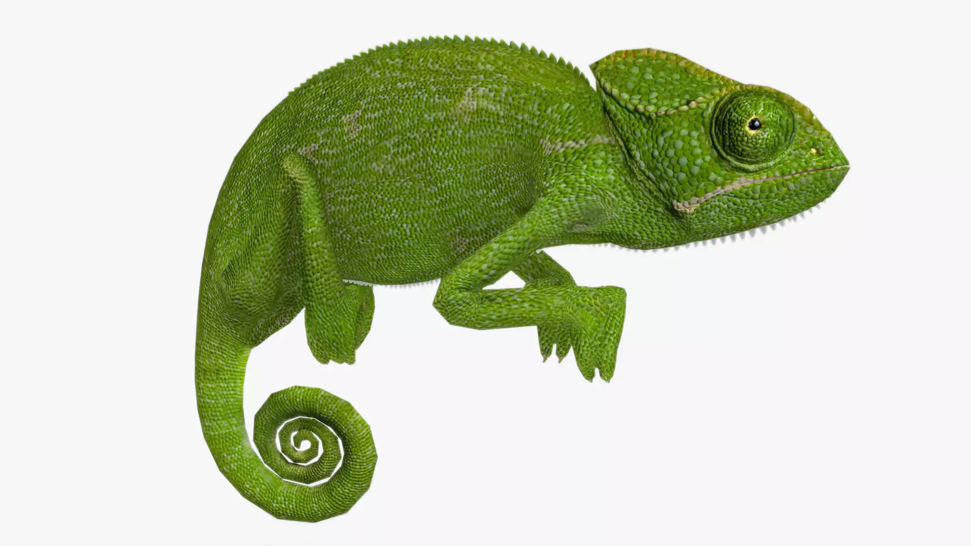 Chameleon Low-poly 3D model_0