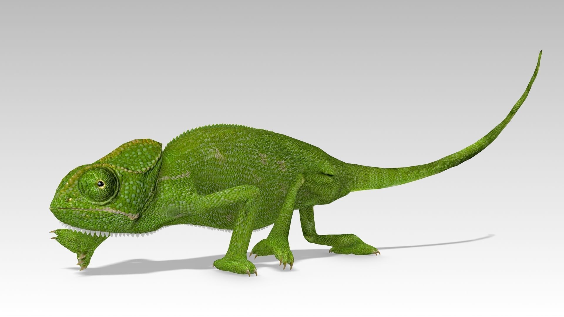 Chameleon Low-poly 3D model_6