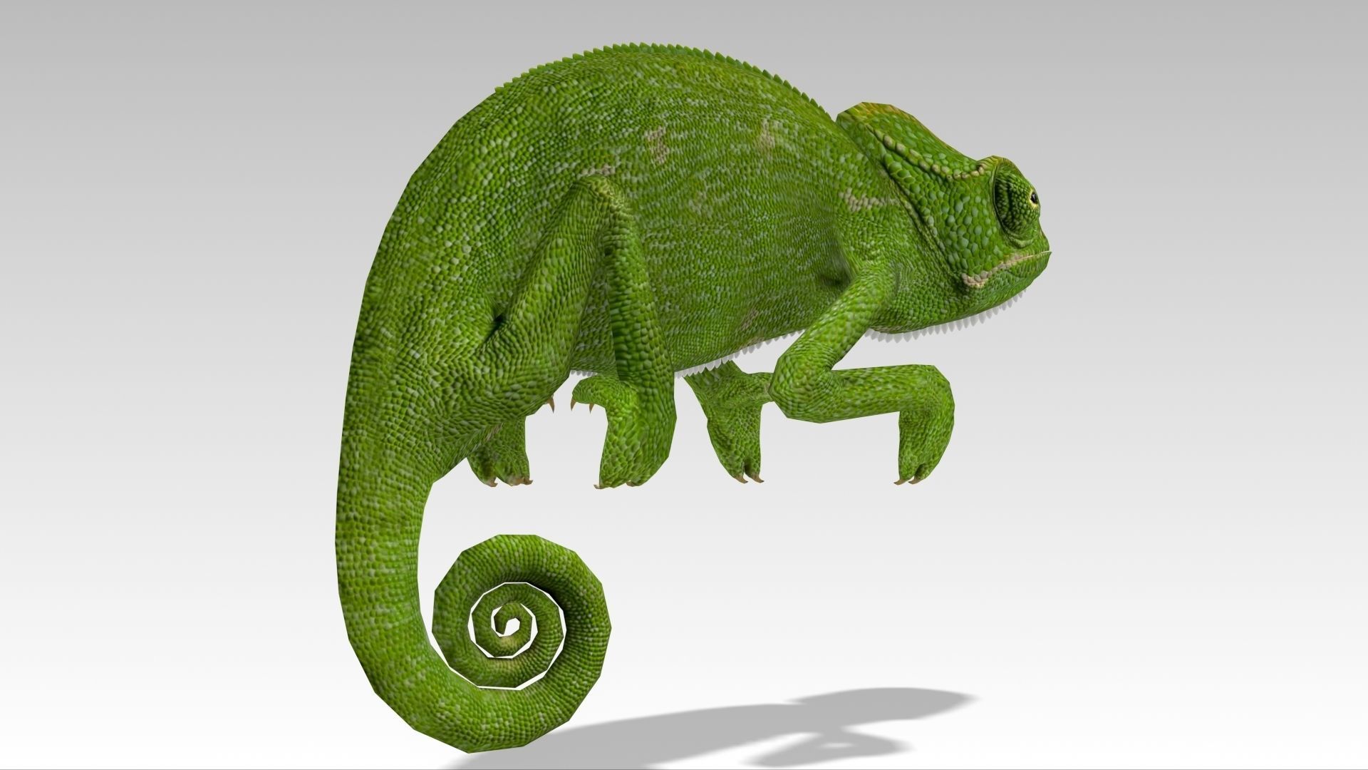 Chameleon Low-poly 3D model_8