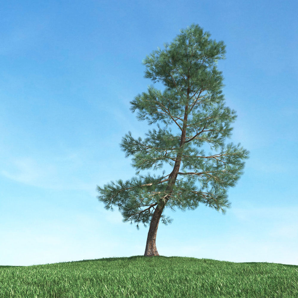 Archmodels vol 117 - Realistic Tree Collection 3D model_17