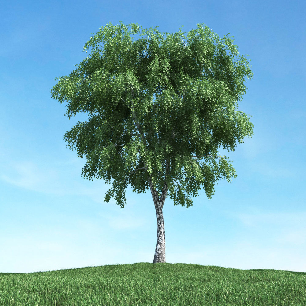 Archmodels vol 117 - Realistic Tree Collection 3D model_31