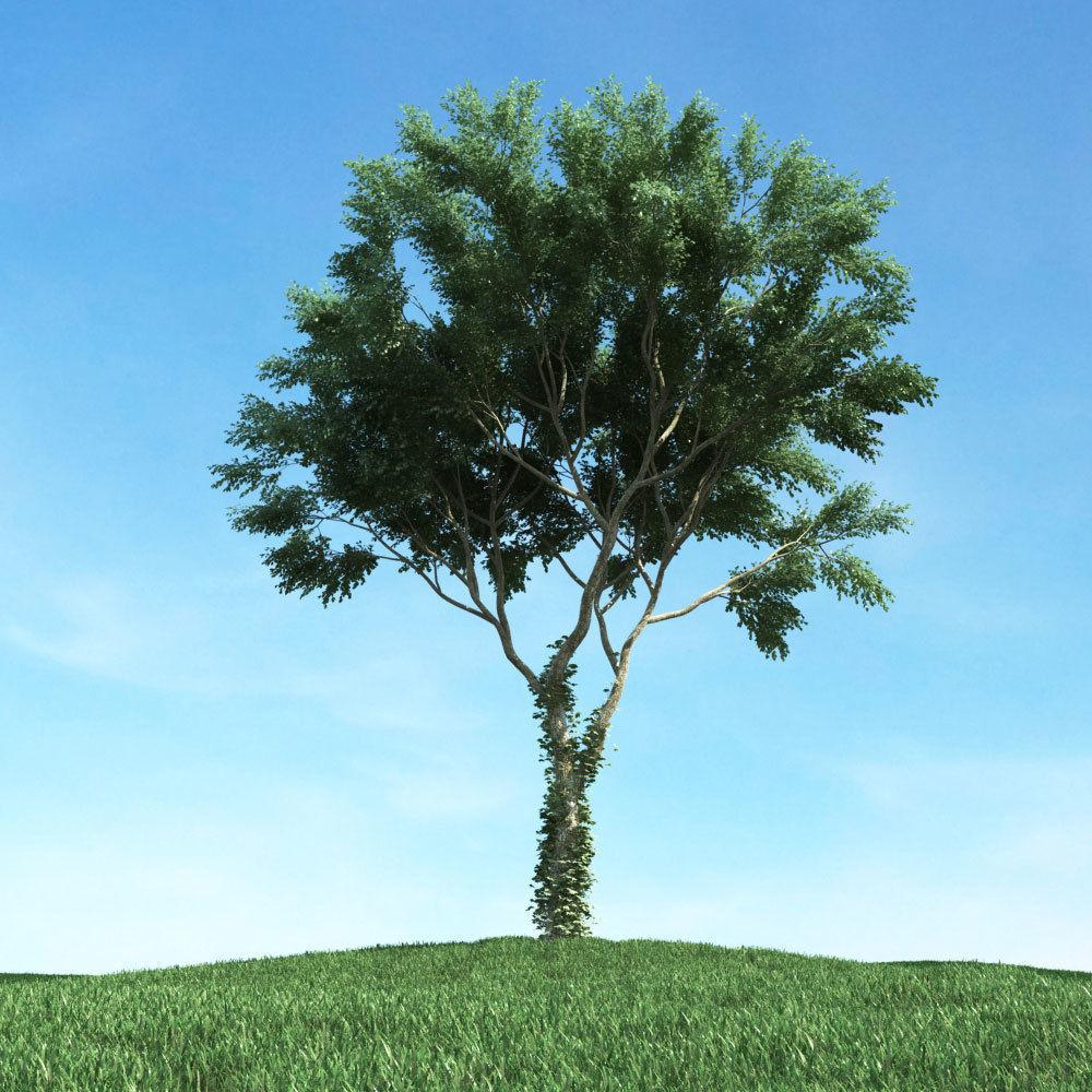 Archmodels vol 117 - Realistic Tree Collection 3D model_43