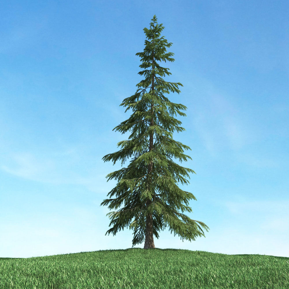 Archmodels vol 117 - Realistic Tree Collection 3D model_5