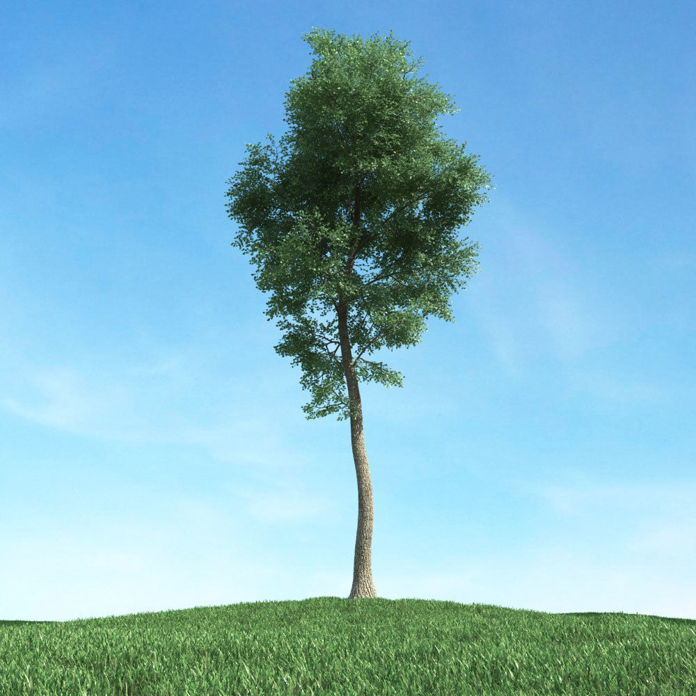 Archmodels vol 117 - Realistic Tree Collection 3D model_45