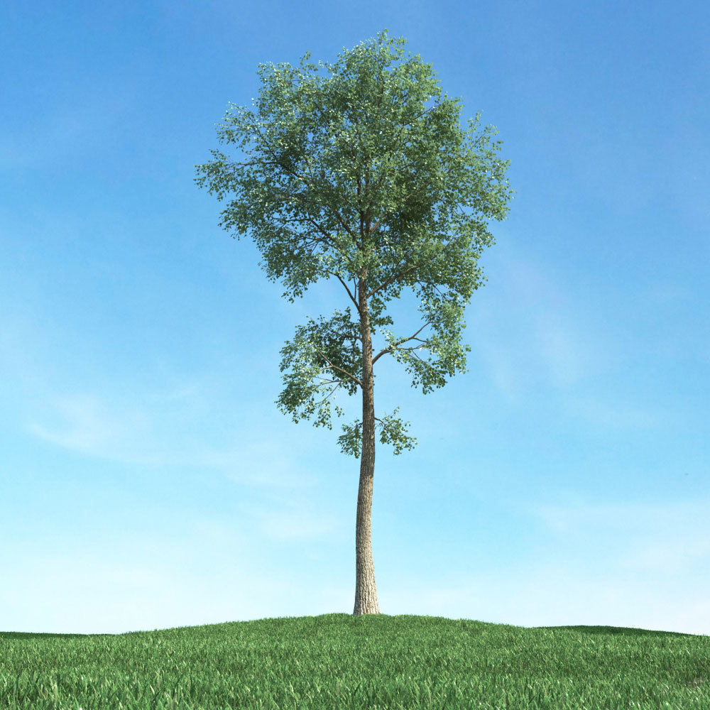 Archmodels vol 117 - Realistic Tree Collection 3D model_47